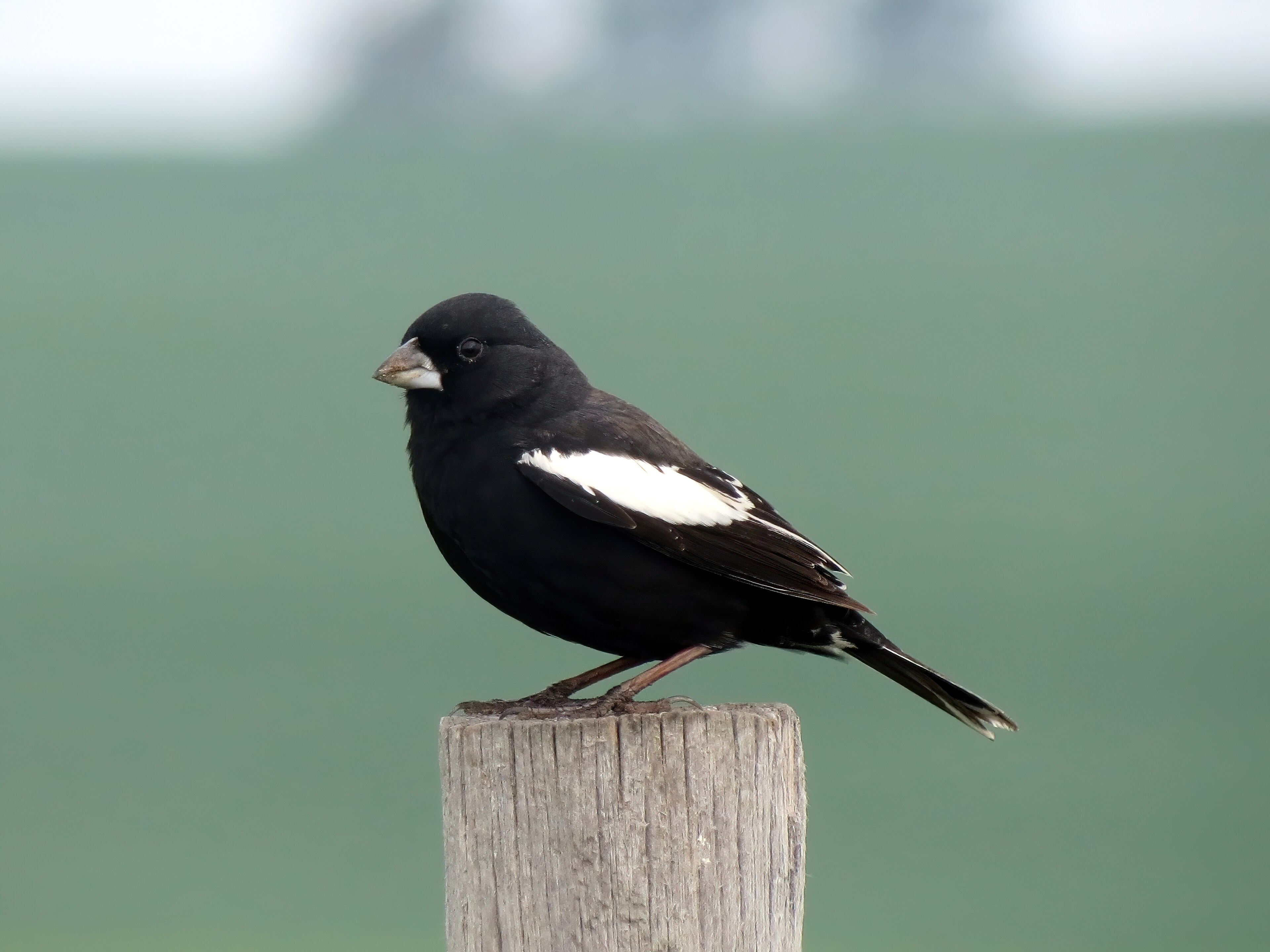 Lark Bunting