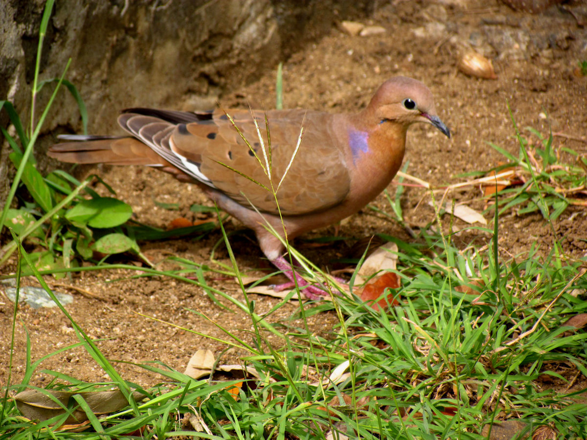 Zenaida Dove
