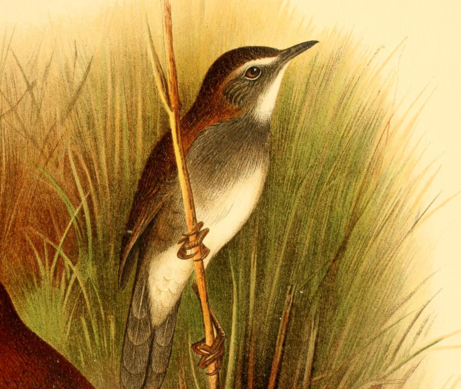 Bamboo Warbler
